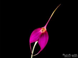 Masdevallia amabilis