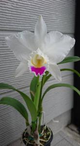 Cattleya quadricolor