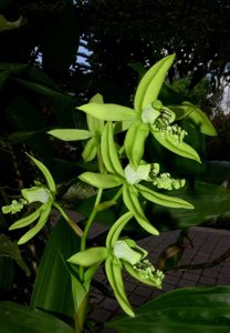 Coelogyne mayeriana