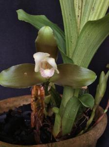 Lycaste macrophylla