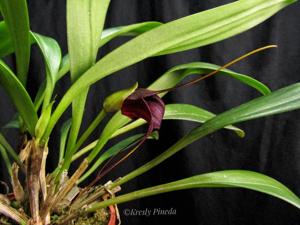 Masdevallia cucullata