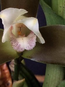 Lycaste macrophylla