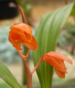 Coelogyne miniata