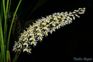 Coelogyne multiflora