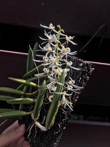 Dendrobium wassellii