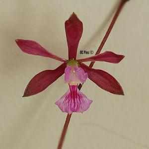 Encyclia moebusii