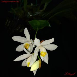 Coelogyne nervosa