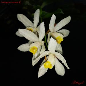 Coelogyne nervosa