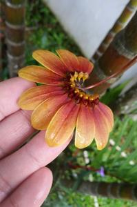 Bulbophyllum mastersianum