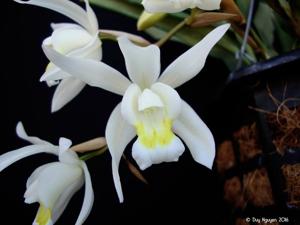 Coelogyne nervosa