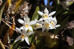 Coelogyne nitida