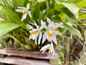 Coelogyne nitida