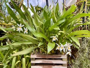 Coelogyne nitida