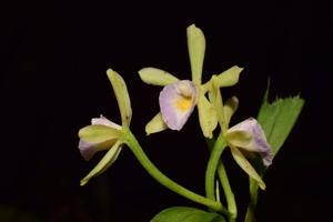 Cischweinfia dasyandra