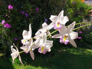 Laelia albida