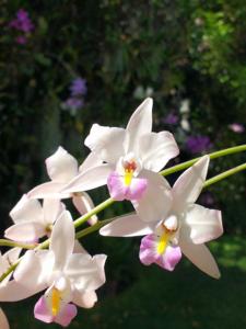 Laelia albida