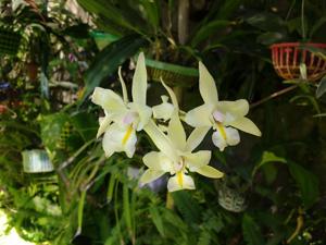 Laelia albida