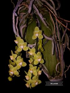 Chiloschista parishii