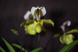 Paphiopedilum coccineum