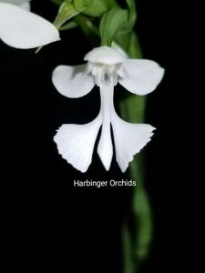Habenaria dentata