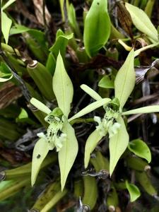 Coelogyne parishii