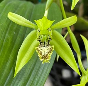 Coelogyne peltastes