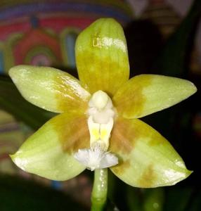 Phalaenopsis pallens