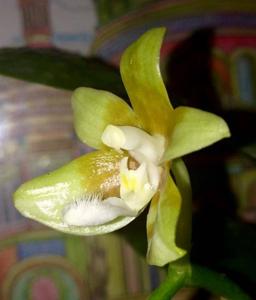 Phalaenopsis pallens