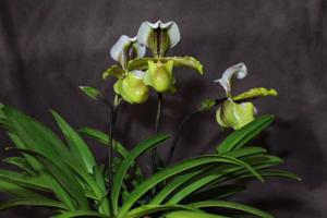 Paphiopedilum coccineum