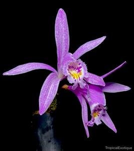 Pleione praecox