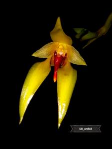 Bulbophyllum amplebracteatum subsp. carunculatum