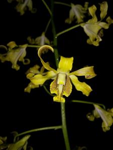 Dendrobium conanthum