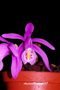 Pleione praecox