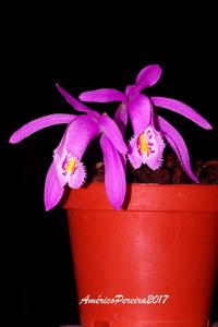 Pleione praecox