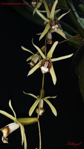 Coelogyne pulverula