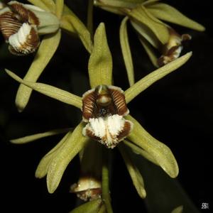 Coelogyne pulverula