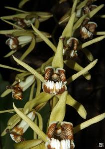 Coelogyne pulverula