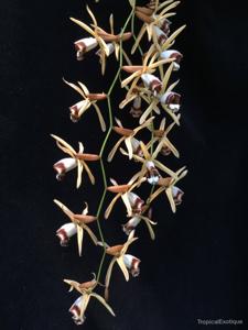 Coelogyne pulverula