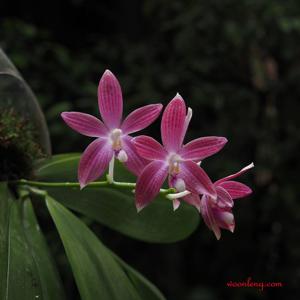 Phalaenopsis tetraspis