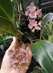 Bulbophyllum kubahense