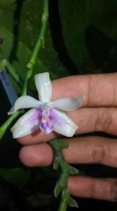 Phalaenopsis fimbriata