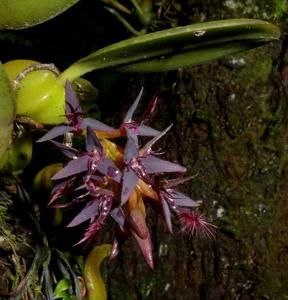 Bulbophyllum saltatorium