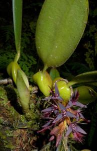 Bulbophyllum saltatorium