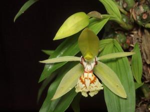 Coelogyne schilleriana