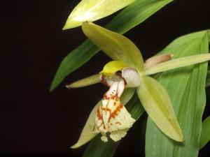 Coelogyne schilleriana