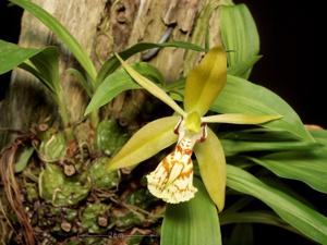 Coelogyne schilleriana