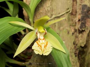 Coelogyne schilleriana