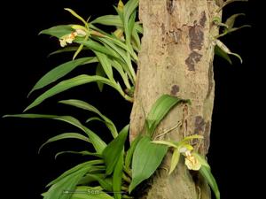 Coelogyne schilleriana