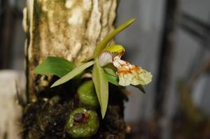 Coelogyne schilleriana