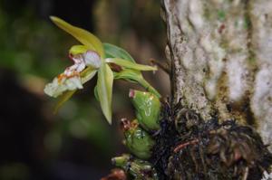 Coelogyne schilleriana